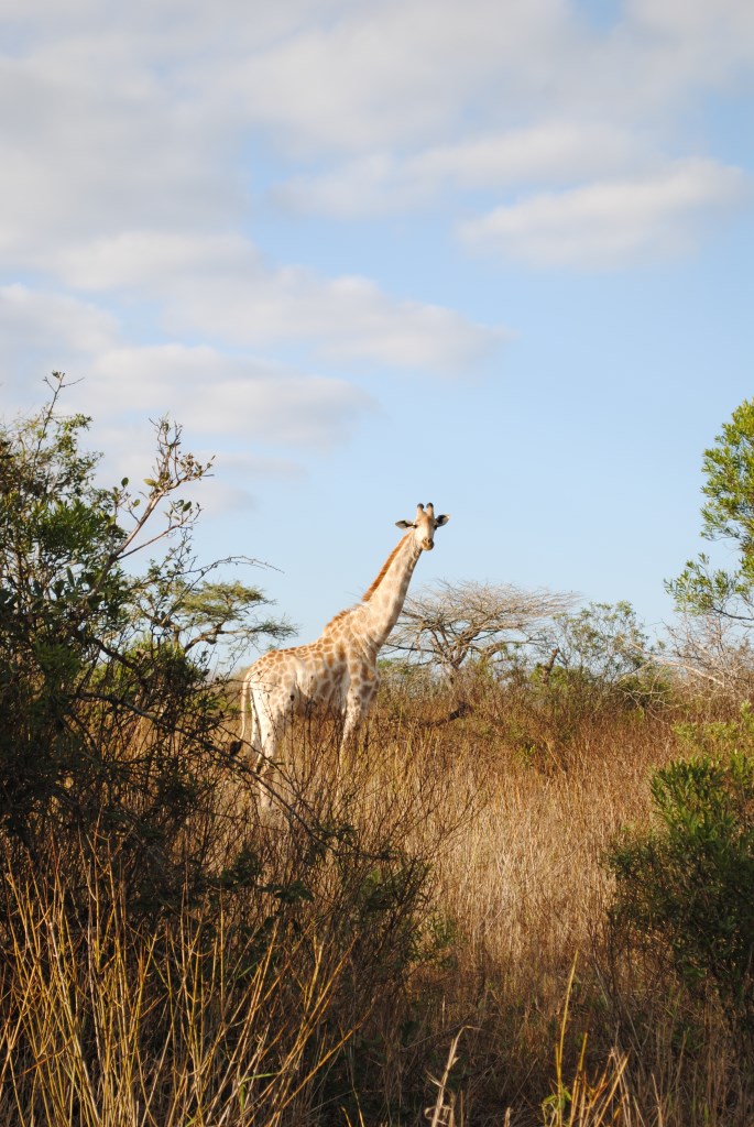 Giraffe-Zulu-Nyala