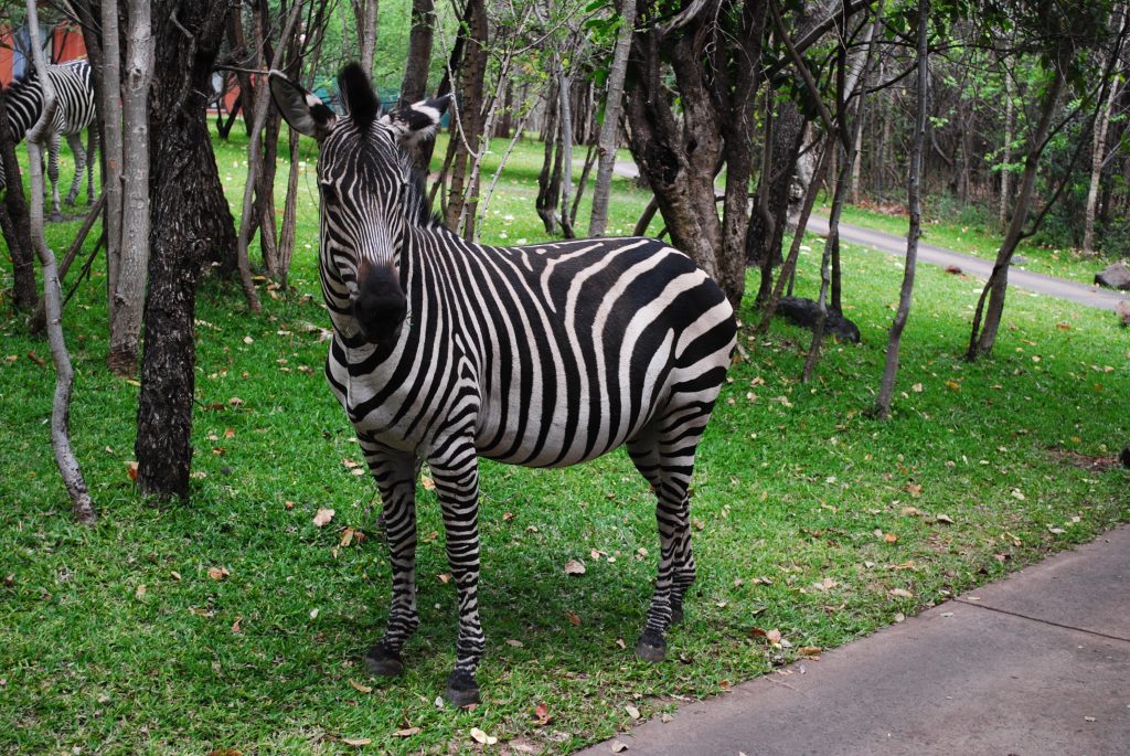 Zambia-zebra