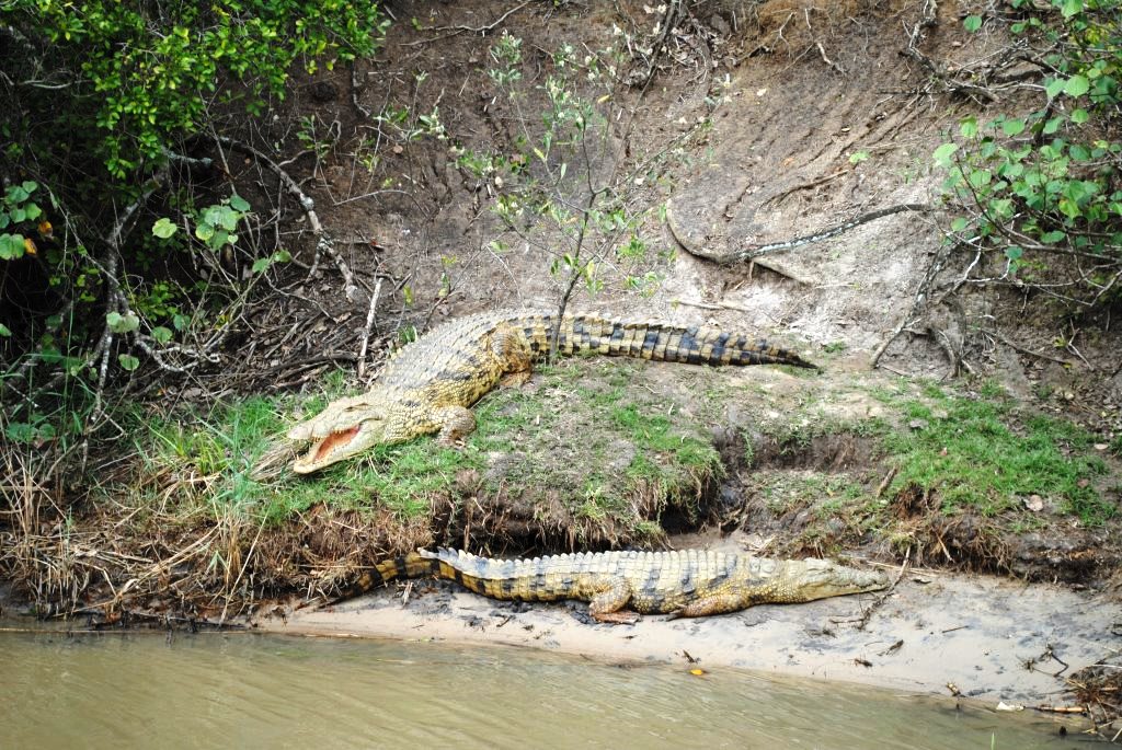 crocodiles-St-Lucia