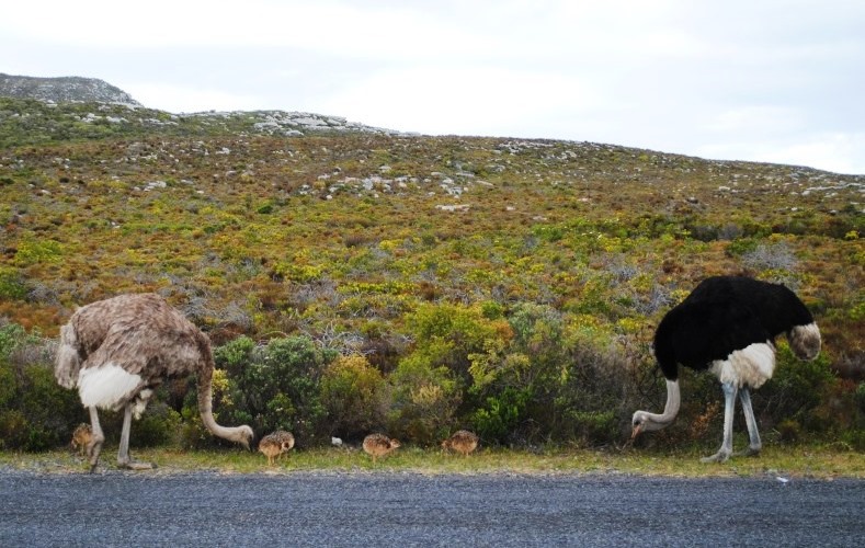 ostrich-family-cape-point