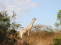 Giraffe-Zulu-Nyala