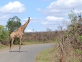 Giraffe-in-Hluhluwe