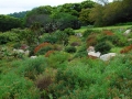 Kirstenbosch-5