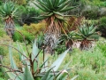 Kirstenbosch-7