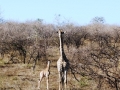 Week-old-giraffe-mom