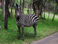 Zambia-zebra