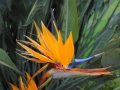 bird-of-paradise-Kirstenbosch