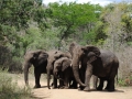 elephant-quartet-Hluhluwe