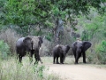 elephant-trio-Hluhluwe