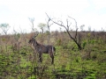 kudu-maybe