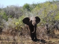 little-elephant-in-Zulu-Nyala