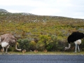 ostrich-family-cape-point