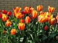 Esther's tulips 2 sm