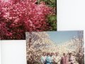 1991-Spring-Tour-of-Morton-Arboretum-April