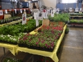 1_Plant-Sale_021