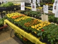 1_Plant-Sale_023