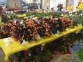 1_Plant-Sale_029