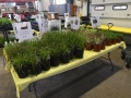 Plant-Sale_015