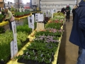 Plant-Sale_016