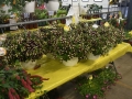 Plant-Sale_030