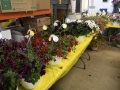 Plant-Sale_031