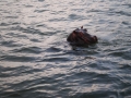 Hippo-in-Zambezi-river