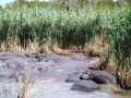 Hippos-St-Lucia