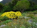 Kirstenbosch-3