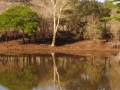 acacia-tree