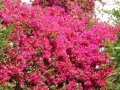 bougainvillea.jpg