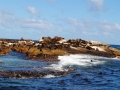 cape-fur-seals