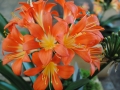 clivia