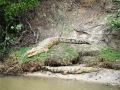 crocodiles-St-Lucia