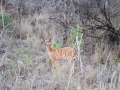 female-nyala