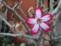 flower-in-Zambia