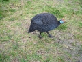 guinea-fowl