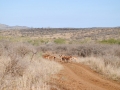 impala-2