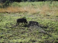 warthogs