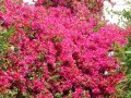 F-bougainvillea