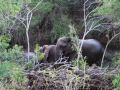 V-elephants-at-watering-hole