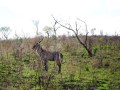 Z23-kudu-maybe