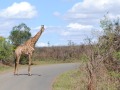 Z3-Giraffe-in-Hluhluwe