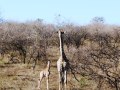 Z49-Week-old-giraffe-mom