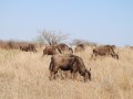Z51-wildebeest