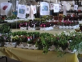 plants for sale 2 sm