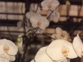 1992-Orchids