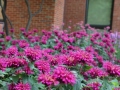 2014-Dupage-Care-Center-4