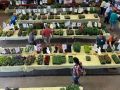 2023-Plant-Sale-2