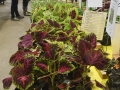 1_Plant-Sale_026