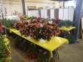 Plant-Sale_011